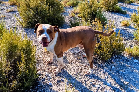 Cheewacca, from the shelter's listing
