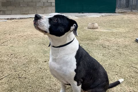 Mami, from the shelter's listing