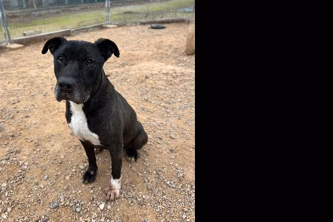 Duque, from the shelter's listing