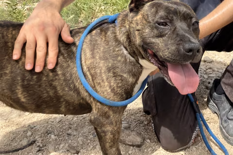 Isis, from the shelter's listing