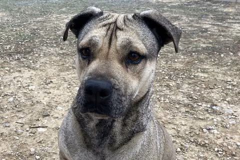 Thais, from the shelter's listing