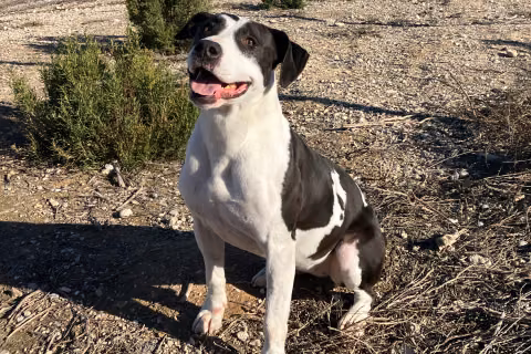 Nanuk, from the shelter's listing