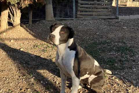 Irene, from the shelter's listing