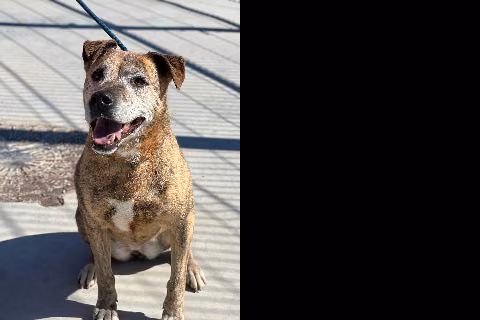 Libra, from the shelter's listing