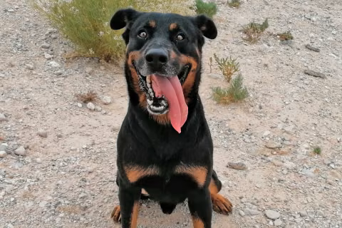 Conan, from the shelter's listing