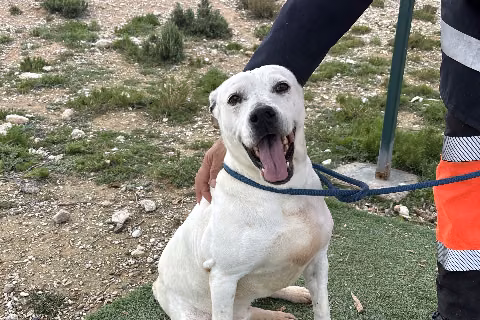 Lina, from the shelter's listing