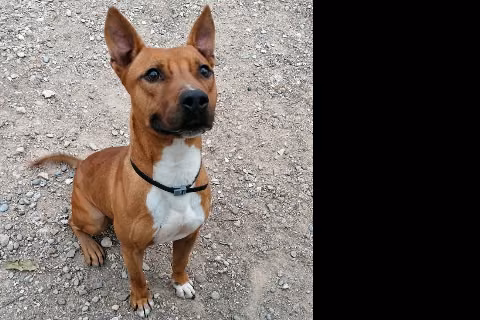Chulo, from the shelter's listing