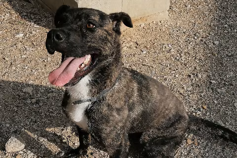 Hydra, from the shelter's listing