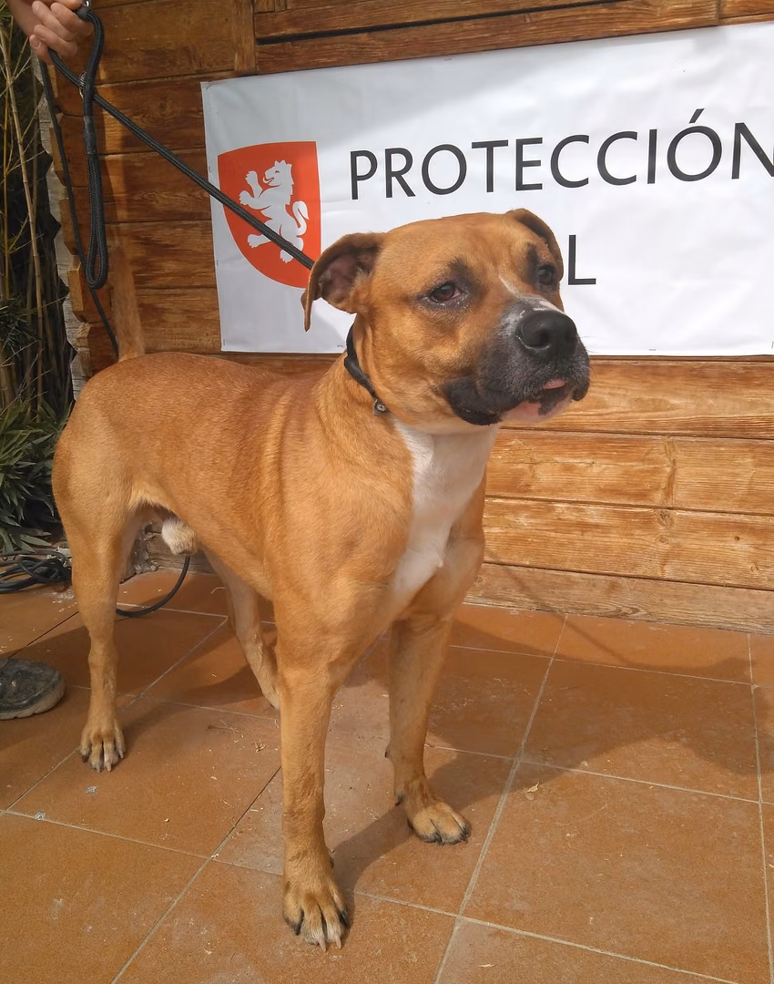 Luki, from the shelter's listing