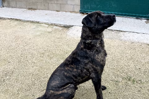 Mantecon, from the shelter's listing