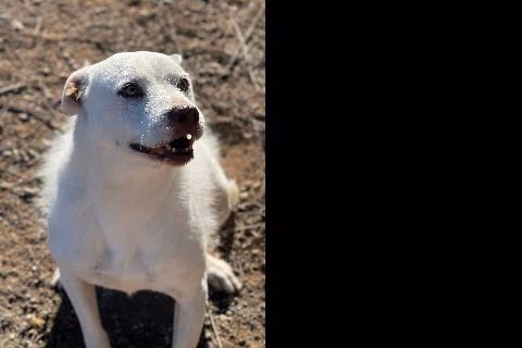 Carol, from the shelter's listing