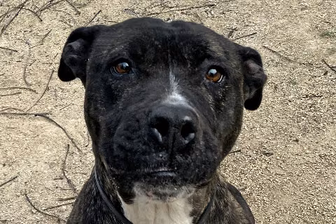 Sasa, from the shelter's listing