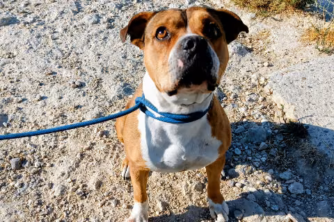 Vaquilla, from the shelter's listing