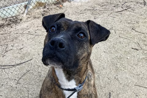Fina, from the shelter's listing