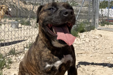 Milu, from the shelter's listing