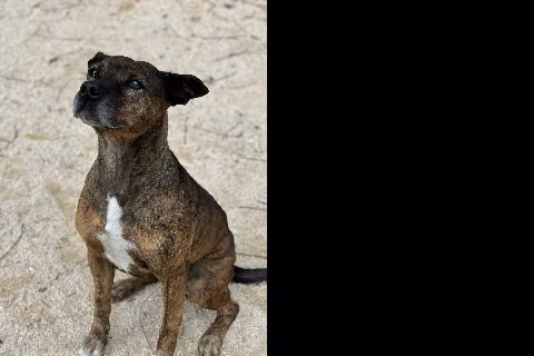 Chiska, from the shelter's listing