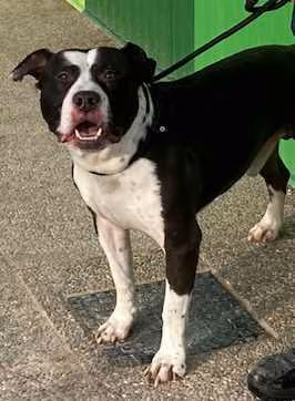 Pancho, from the shelter's listing