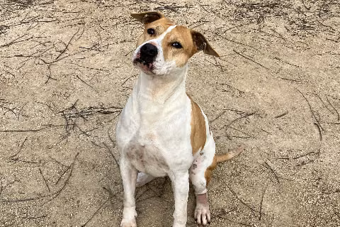Dajja, from the shelter's listing