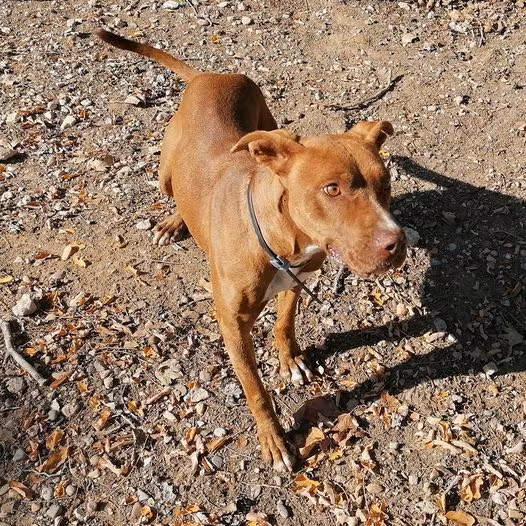 Lola, from the shelter's listing