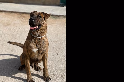 Vito Corleone, from the shelter's listing