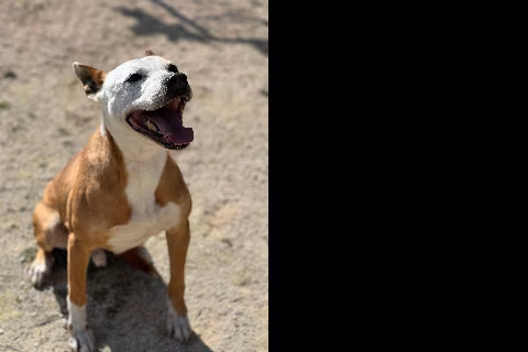 Golf, from the shelter's listing