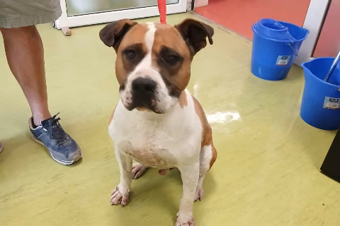 Jaimito, from the shelter's listing