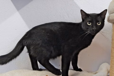 Jurgi, from the shelter's listing