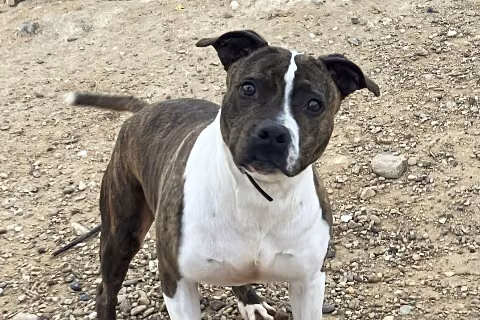 Triana, from the shelter's listing