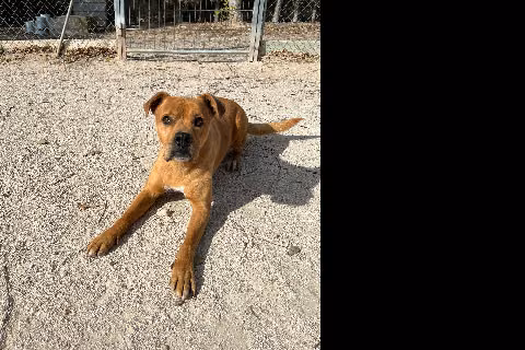 Duky, from the shelter's listing