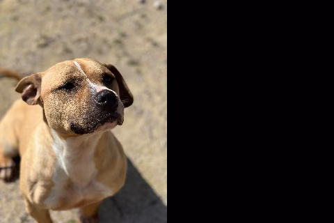 Nerea, from the shelter's listing