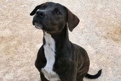 Nala, from the shelter's listing