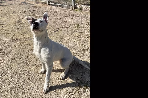 Dara, from the shelter's listing