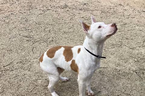 Emma, from the shelter's listing