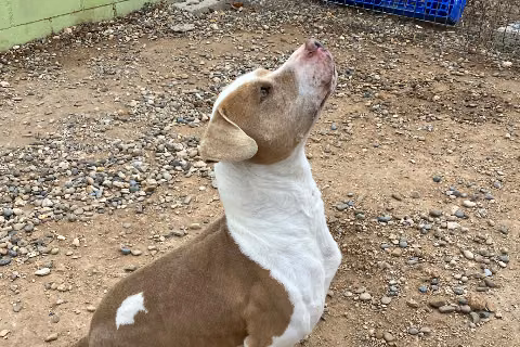 Rebeca, from the shelter's listing