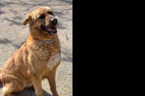 Peluche, from the shelter's listing