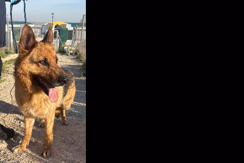 Drac, from the shelter's listing