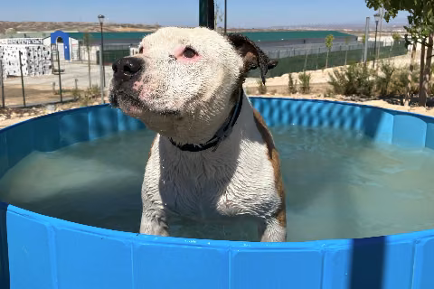 Miguelito, from the shelter's listing