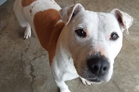 Pepa, from the shelter's listing