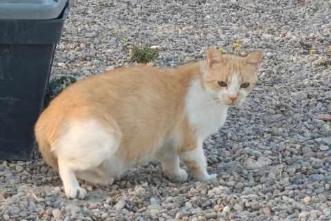 Caballero, from the shelter's listing