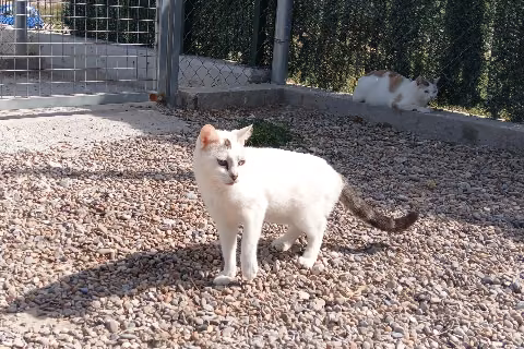 Milba, from the shelter's listing