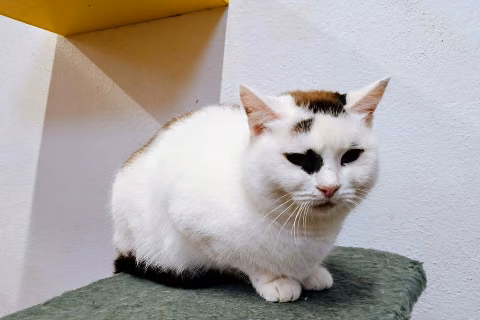 Madame Vastra, from the shelter's listing