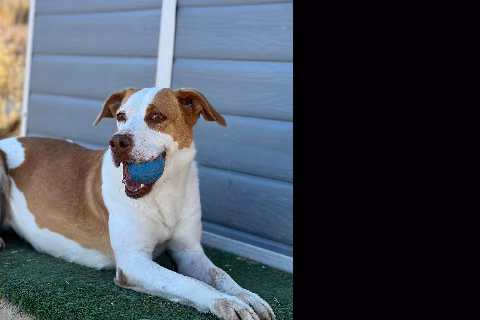 Chirla, from the shelter's listing