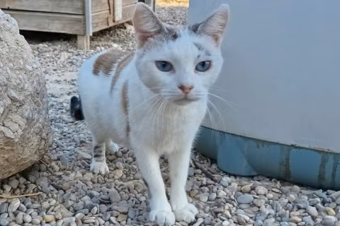 Sambala, from the shelter's listing