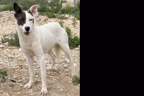 Valeria, from the shelter's listing