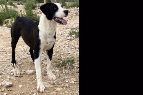 Hugo, from the shelter's listing
