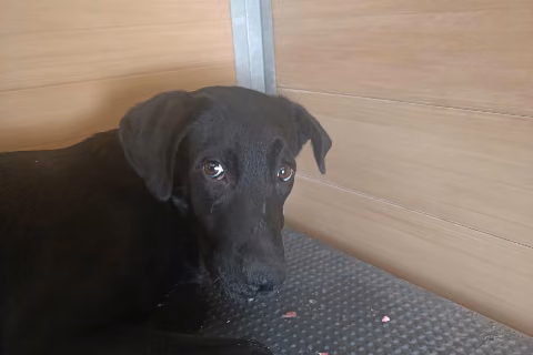 Morico, from the shelter's listing