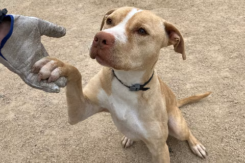 Agallas, from the shelter's listing