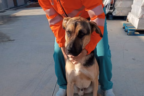 Fluky, from the shelter's listing