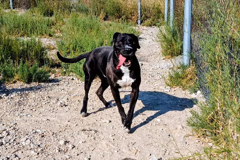 Romo, from the shelter's listing