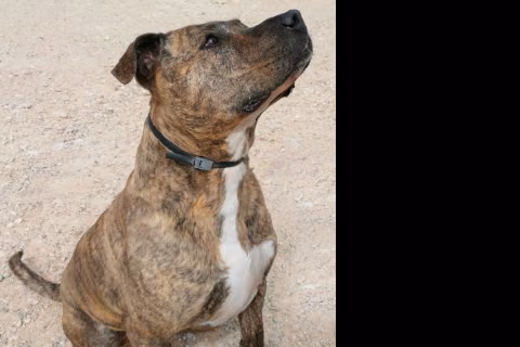 Hodor, from the shelter's listing
